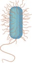Gram-positive bacterium with flagella and cilia